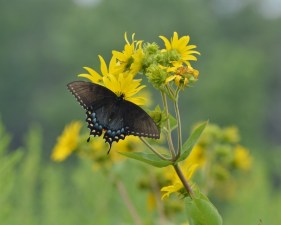 powellswallowtail (800x641)